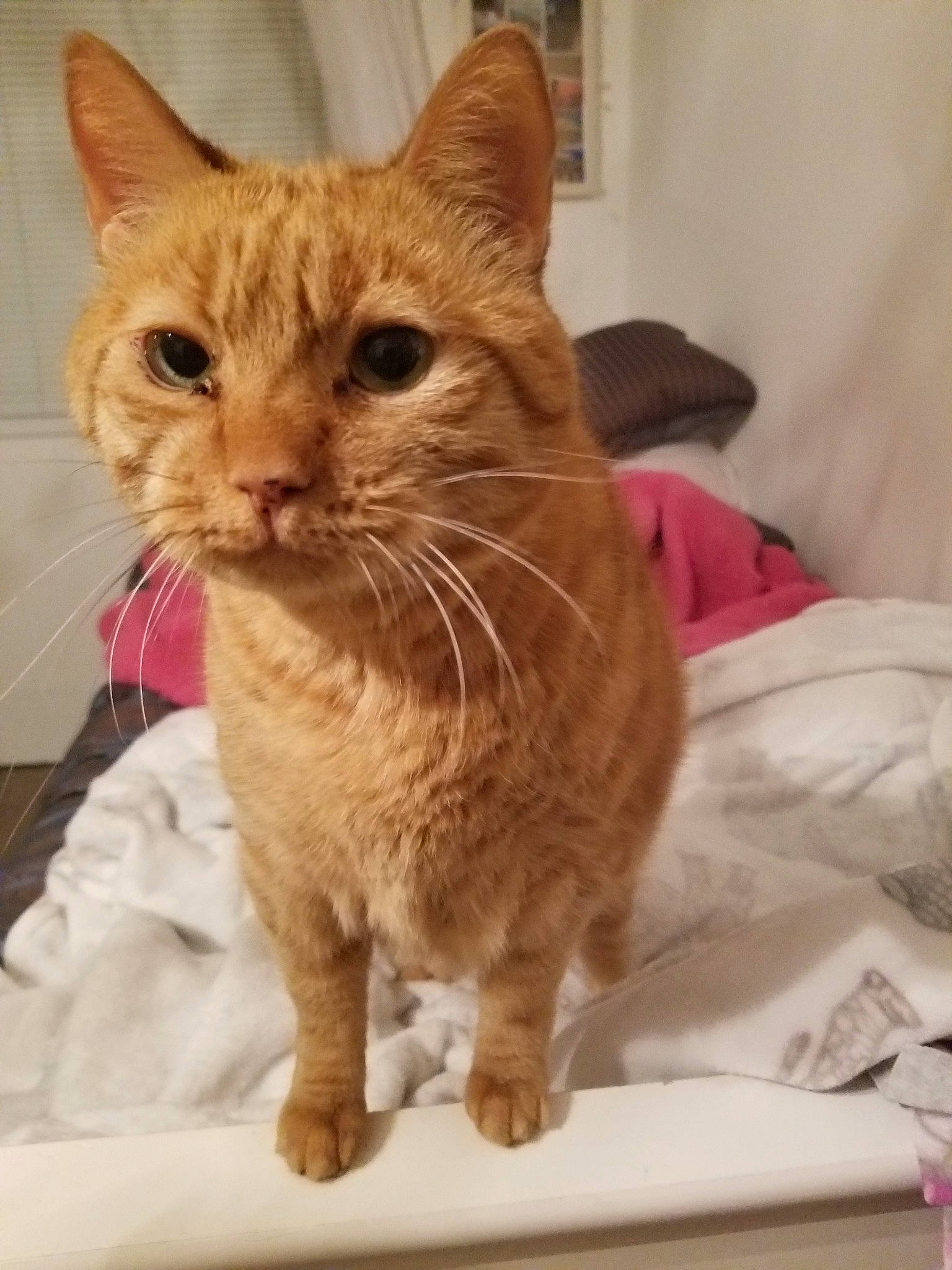 Pewdie Pie is registered to the contest to win money with this photo: aegean_cat, american_shorthair, arabian_mau, asian, australian_mist, carnivore, cat, domestic_short_haired_cat, european_shorthair, fawn, felidae, german_rex, kitten, mammal, oriental_longhair, small_to_medium_sized_cats, snout, tabby_cat, vertebrate, whiskers