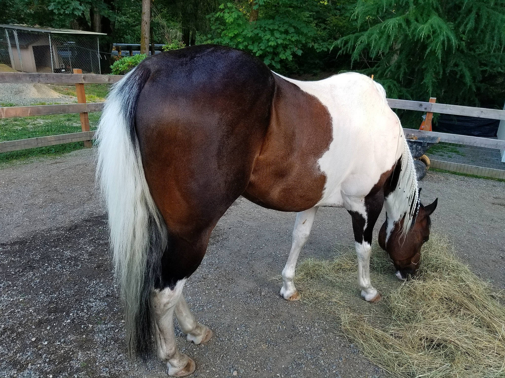 Picasso joined the competition — help win amazing prizes! fawn, horse, horse_supplies, liver, livestock, mammal, mane, mare, mustang_horse, pony, shetland_pony, snout, sorrel, stallion, tail, vertebrate