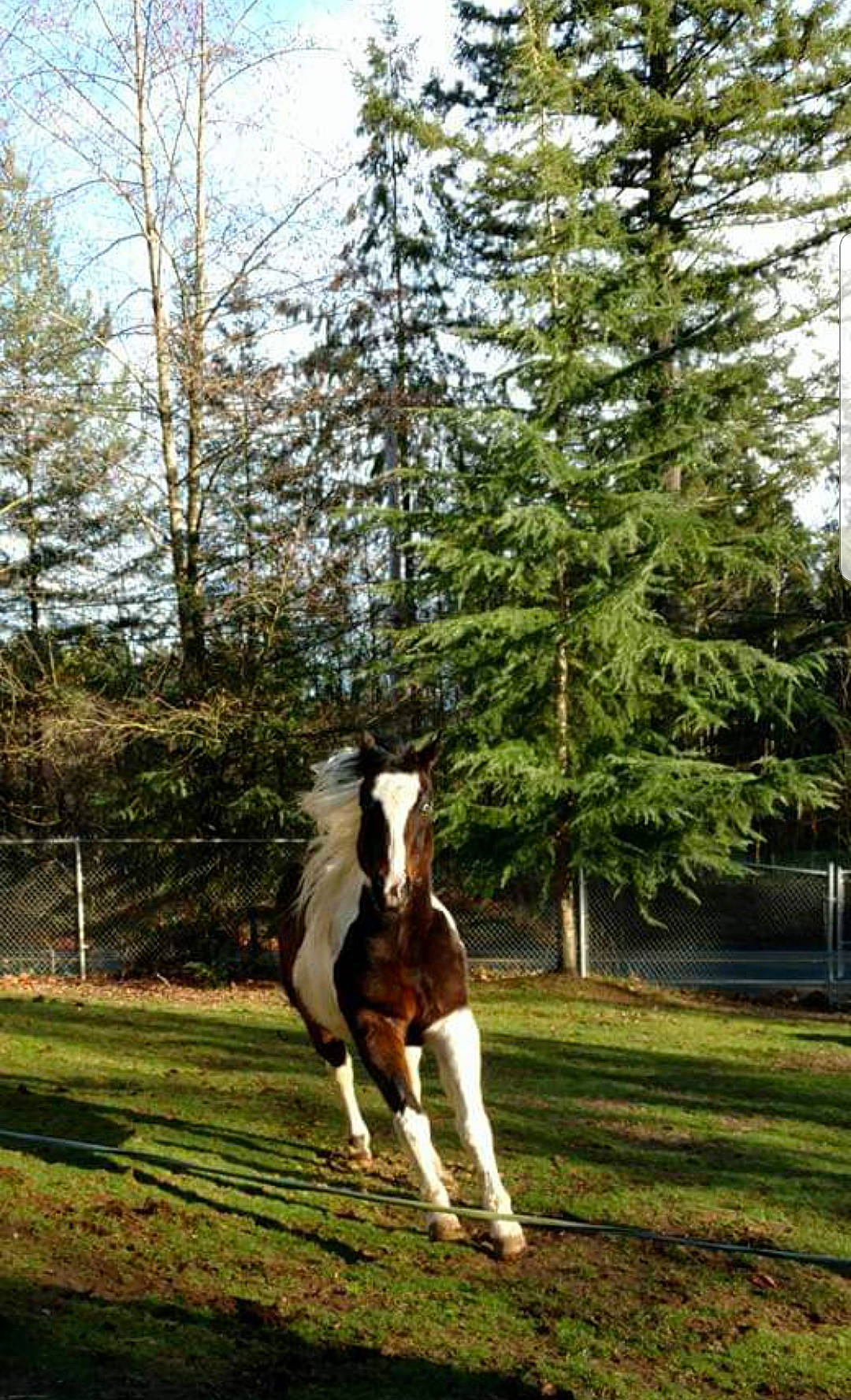 Picasso joined the competition — help win amazing prizes! bridle, grass, horse, landscape, livestock, mammal, mane, mare, mustang_horse, pasture, plant, stallion, tree, vertebrate, wildlife