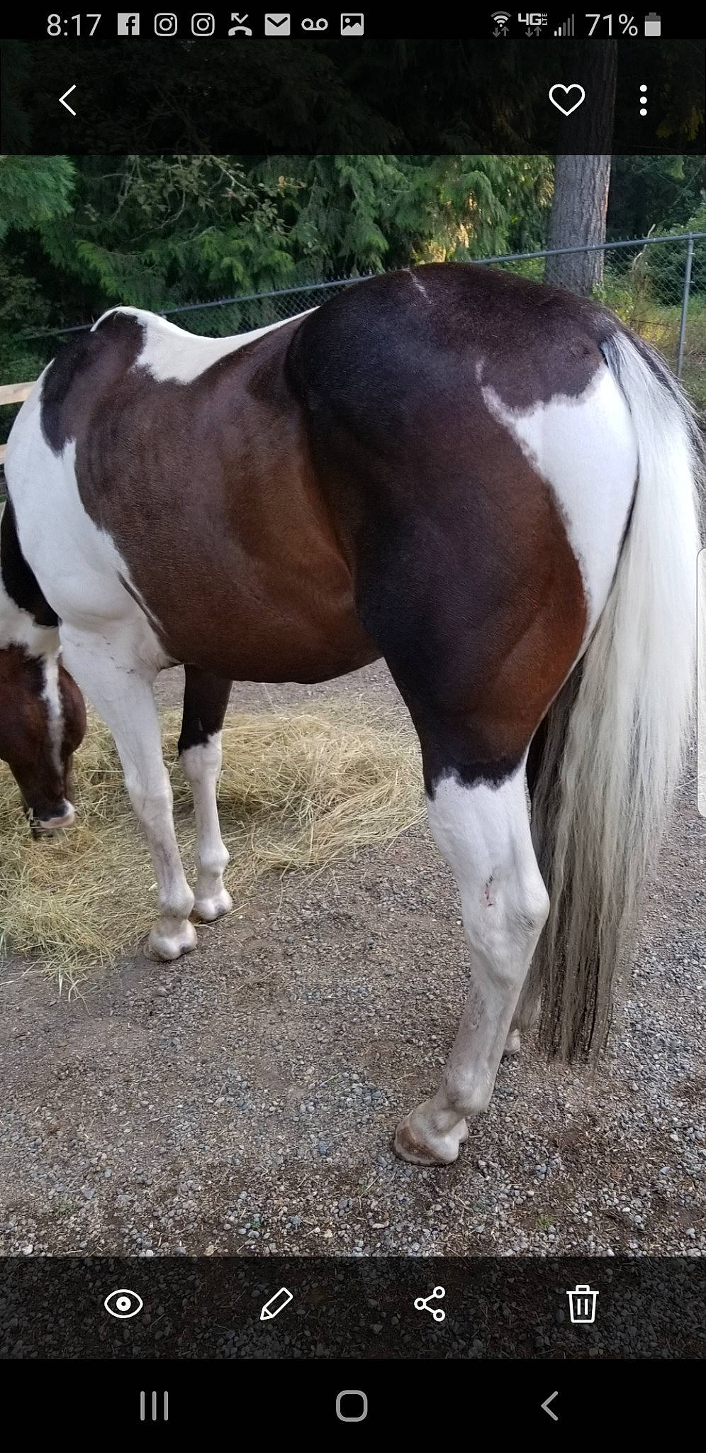 Picasso is registered to the contest to win money with this photo: colt, fawn, horse, liver, livestock, mammal, mane, mare, mustang_horse, pony, shetland_pony, snout, sorrel, stallion, tail, terrestrial_animal, vertebrate