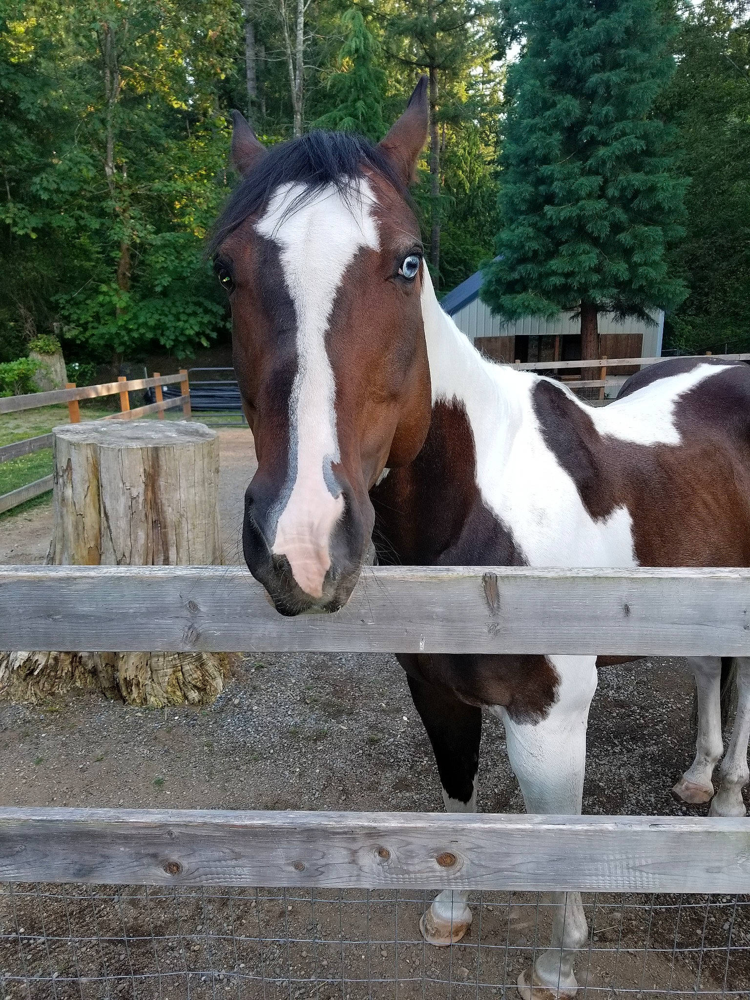 Picasso is registered to the contest to win money with this photo: colt, fawn, horse, landscape, livestock, mammal, mane, mare, mustang_horse, snout, sorrel, stallion, vertebrate