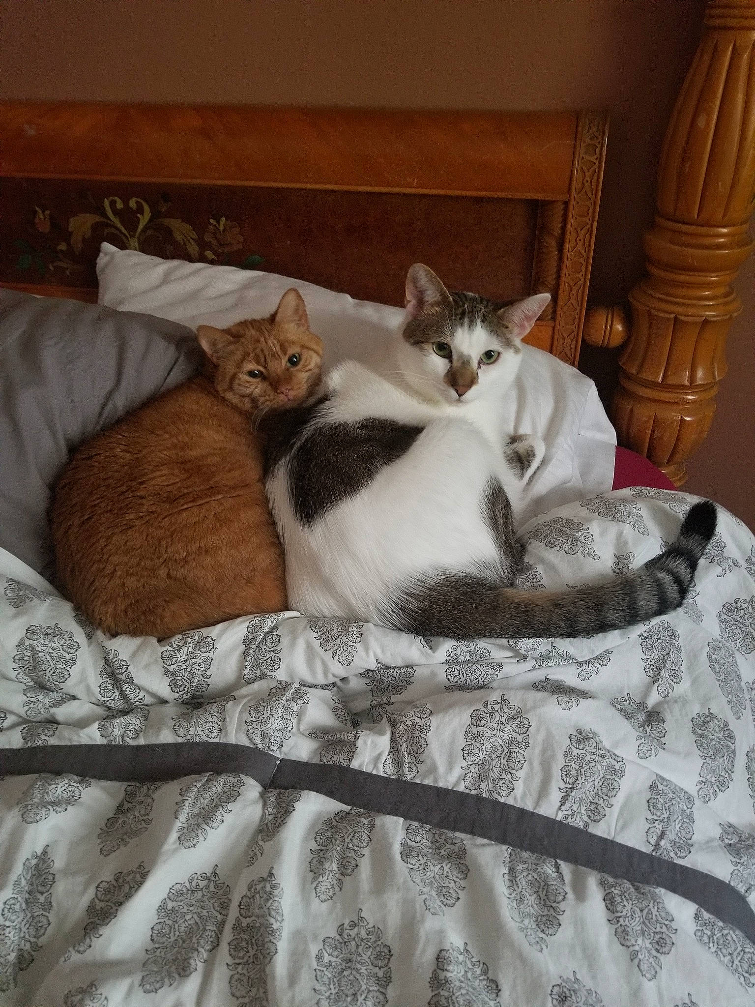 Otto joined the competition — help win amazing prizes! bed, bed_sheet, carnivore, cat, cat_bed, comfort, felidae, fur, furniture, kitten, linens, nap, room, small_to_medium_sized_cats, whiskers