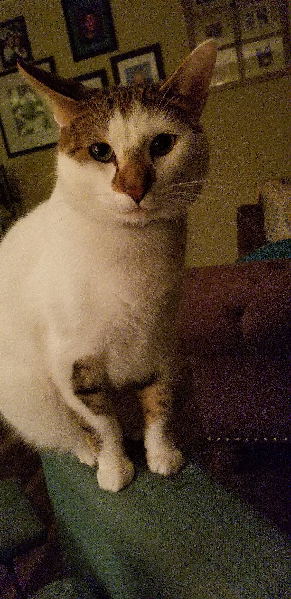 Otto is registered to the contest to win money with this photo: aegean_cat, american_wirehair, arabian_mau, asian, australian_mist, burmilla, carnivore, cat, domestic_short_haired_cat, european_shorthair, felidae, japanese_bobtail, javanese, kitten, mammal, polydactyl_cat, singapura, small_to_medium_sized_cats, vertebrate, whiskers