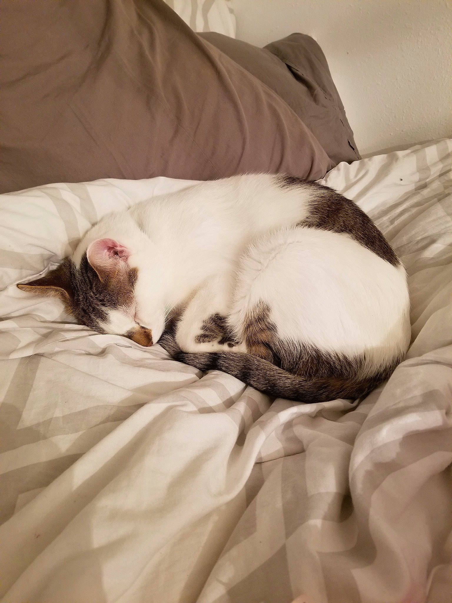 Otto joined the competition — help win amazing prizes! bed_sheet, carnivore, cat, comfort, ear, felidae, fur, furniture, kitten, linens, nap, skin, sleep, small_to_medium_sized_cats, textile, whiskers