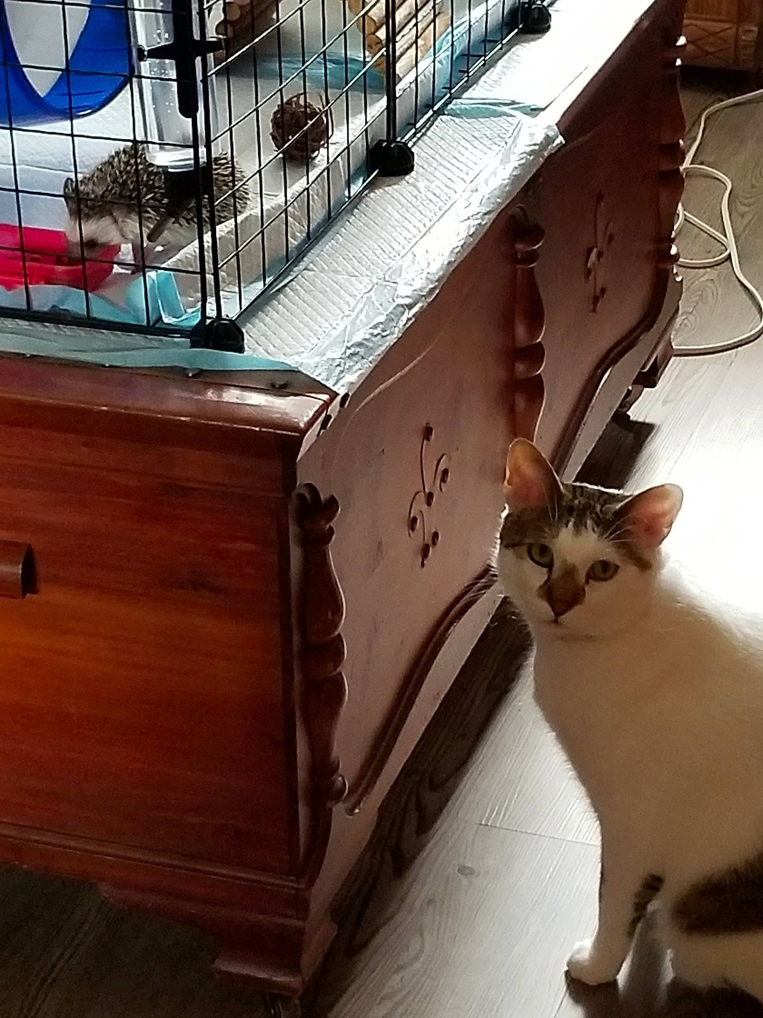 Otto joined the competition — help win amazing prizes! aegean_cat, carnivore, cat, fawn, felidae, furniture, hardwood, kitten, small_to_medium_sized_cats, table, whiskers, wood