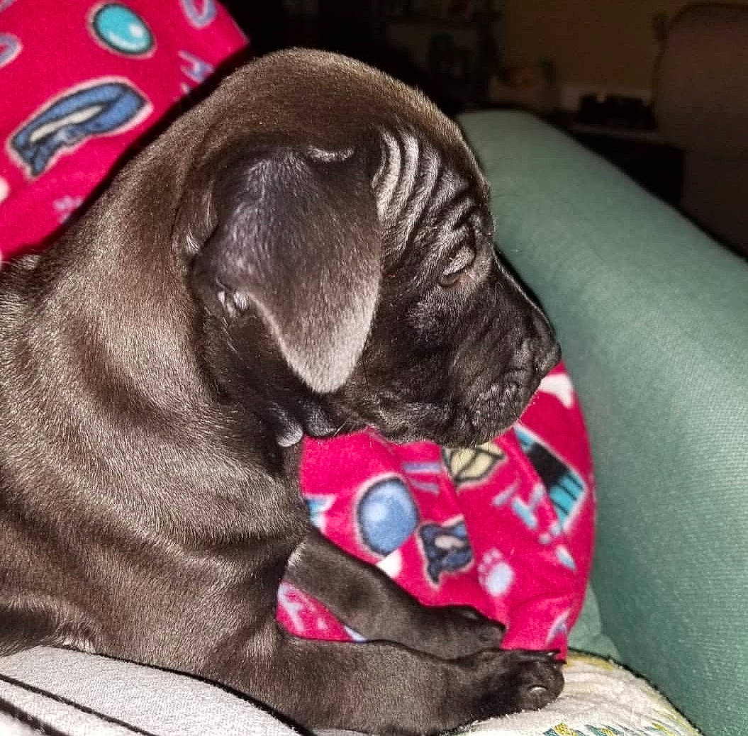 Charlie Bear joined the competition — help win amazing prizes! bullmastiff, canidae, carnivore, companion_dog, dog, dog_breed, ear, english_mastiff, fawn, french_bulldog, nap, non_sporting_group, pug, puggle, puppy, puppy_love, snout, sporting_group