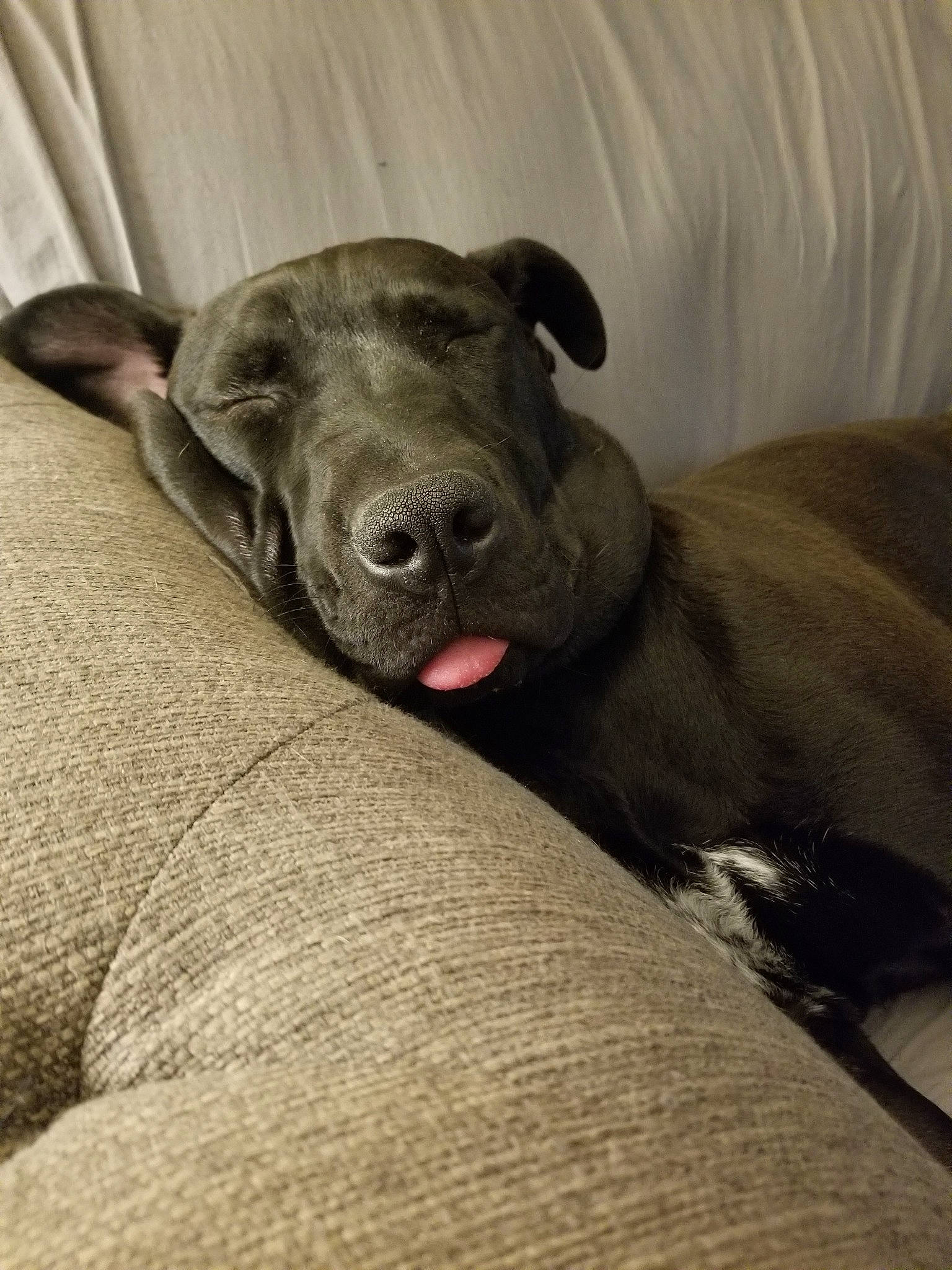 Charlie Bear joined the competition — help win amazing prizes! canidae, carnivore, dog, dog_breed, ear, fawn, mammal, non_sporting_group, peruvian_hairless_dog, snout, sporting_group, vertebrate