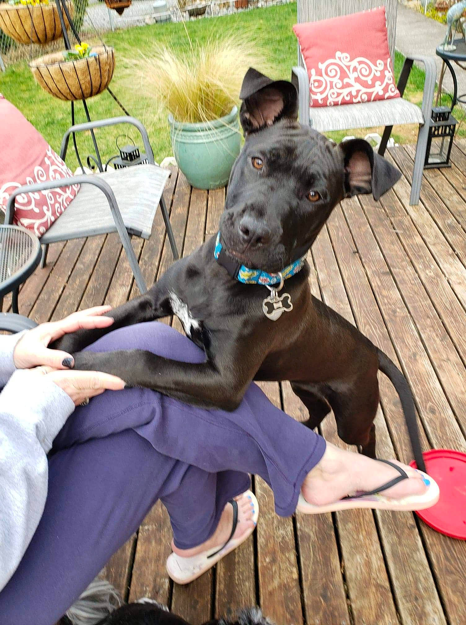 Charlie Bear is registered to the contest to win money with this photo: american_hairless_terrier, blue_lacy, canidae, carnivore, companion_dog, dog, dog_breed, fawn, formosan_mountain_dog, great_dane, italian_greyhound, mammal, mexican_hairless_dog, non_sporting_group, peruvian_hairless_dog, sporting_group, thai_ridgeback, vertebrate, weimaraner