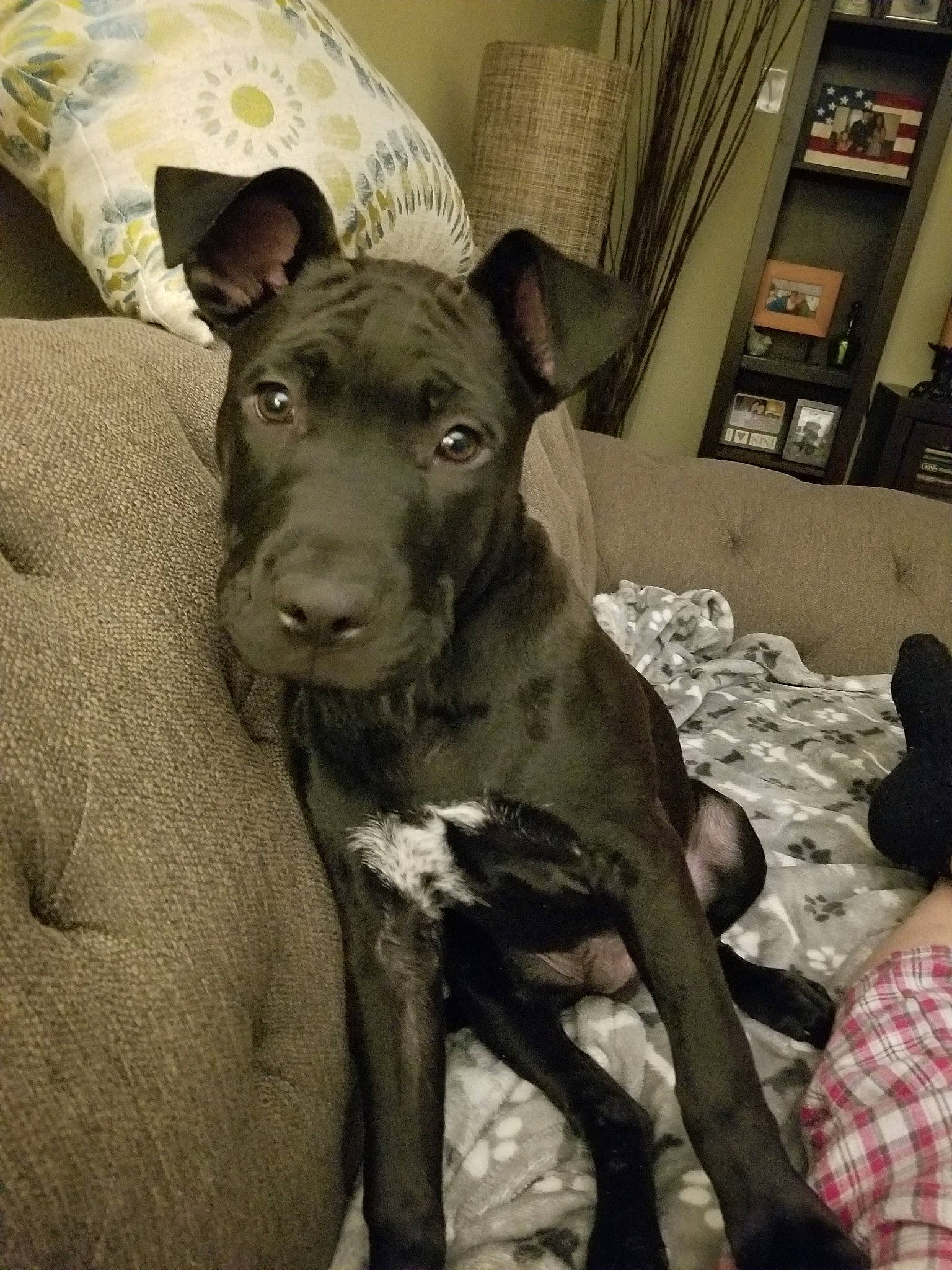 Charlie Bear joined the competition — help win amazing prizes! american_pit_bull_terrier, canidae, carnivore, dog, dog_breed, ear, fawn, mammal, non_sporting_group, pit_bull, puppy, snout, sporting_group, thai_ridgeback, vertebrate