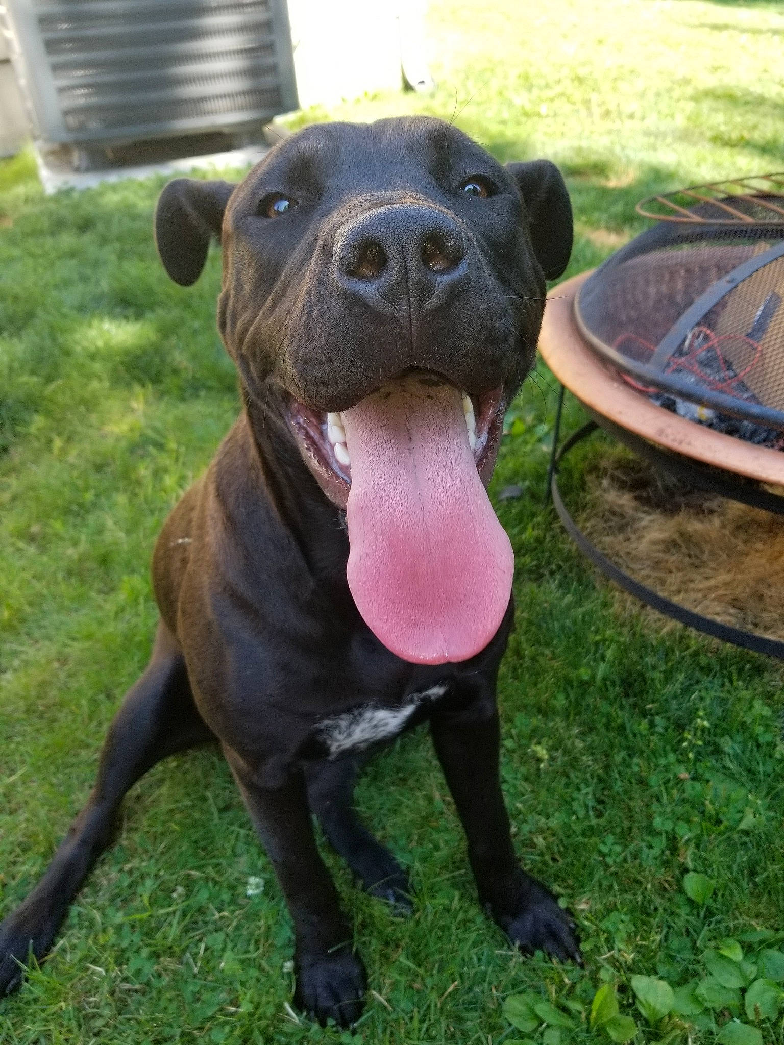 Charlie Bear joined the competition — help win amazing prizes! alaunt, american_bulldog, american_pit_bull_terrier, american_staffordshire_terrier, bandog, cane_corso, canidae, canis_panther, carnivore, dog, dog_breed, fawn, mammal, molosser, non_sporting_group, pit_bull, snout, sporting_group, staffordshire_bull_terrier, vertebrate