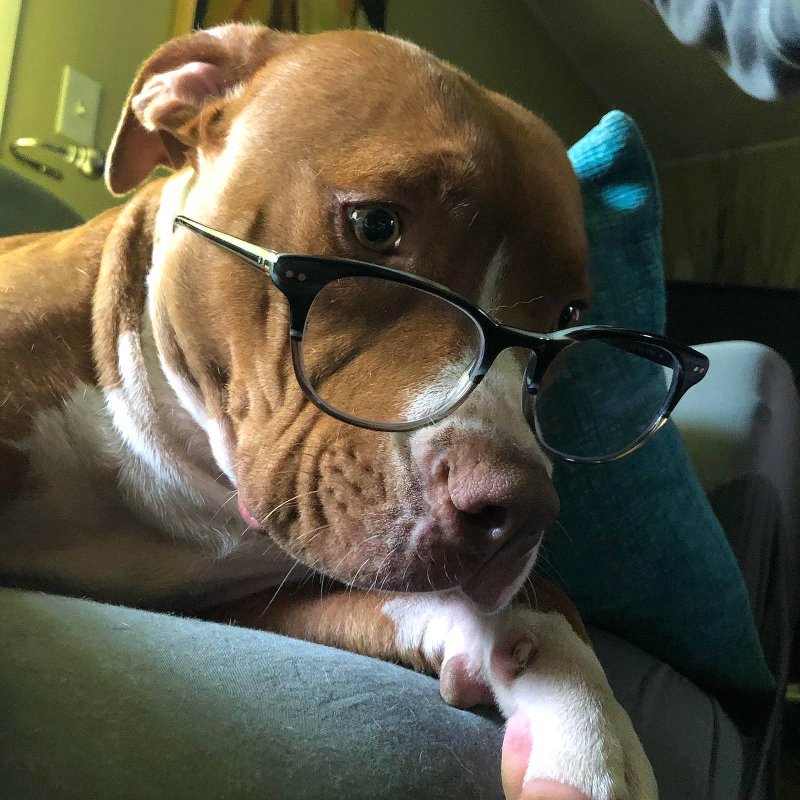 Ellie Mae joined the competition — help win amazing prizes! american_pit_bull_terrier, american_staffordshire_terrier, canidae, carnivore, dog, dog_breed, ear, eyewear, fawn, glasses, head, mammal, non_sporting_group, nose, pit_bull, snout, sporting_group, vertebrate, vision_care, whiskers
