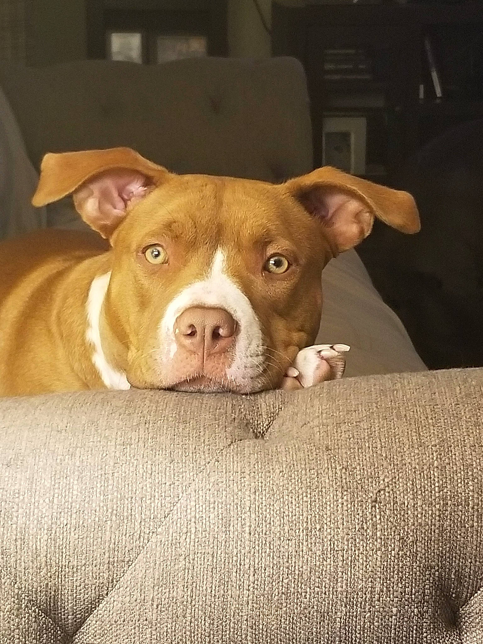 Ellie Mae joined the competition — help win amazing prizes! american_pit_bull_terrier, american_staffordshire_terrier, canidae, carnivore, dog, dog_breed, ear, fawn, mammal, non_sporting_group, nose, pit_bull, puppy, rare_breed_dog, snout, sporting_group, staffordshire_bull_terrier, vertebrate, whiskers