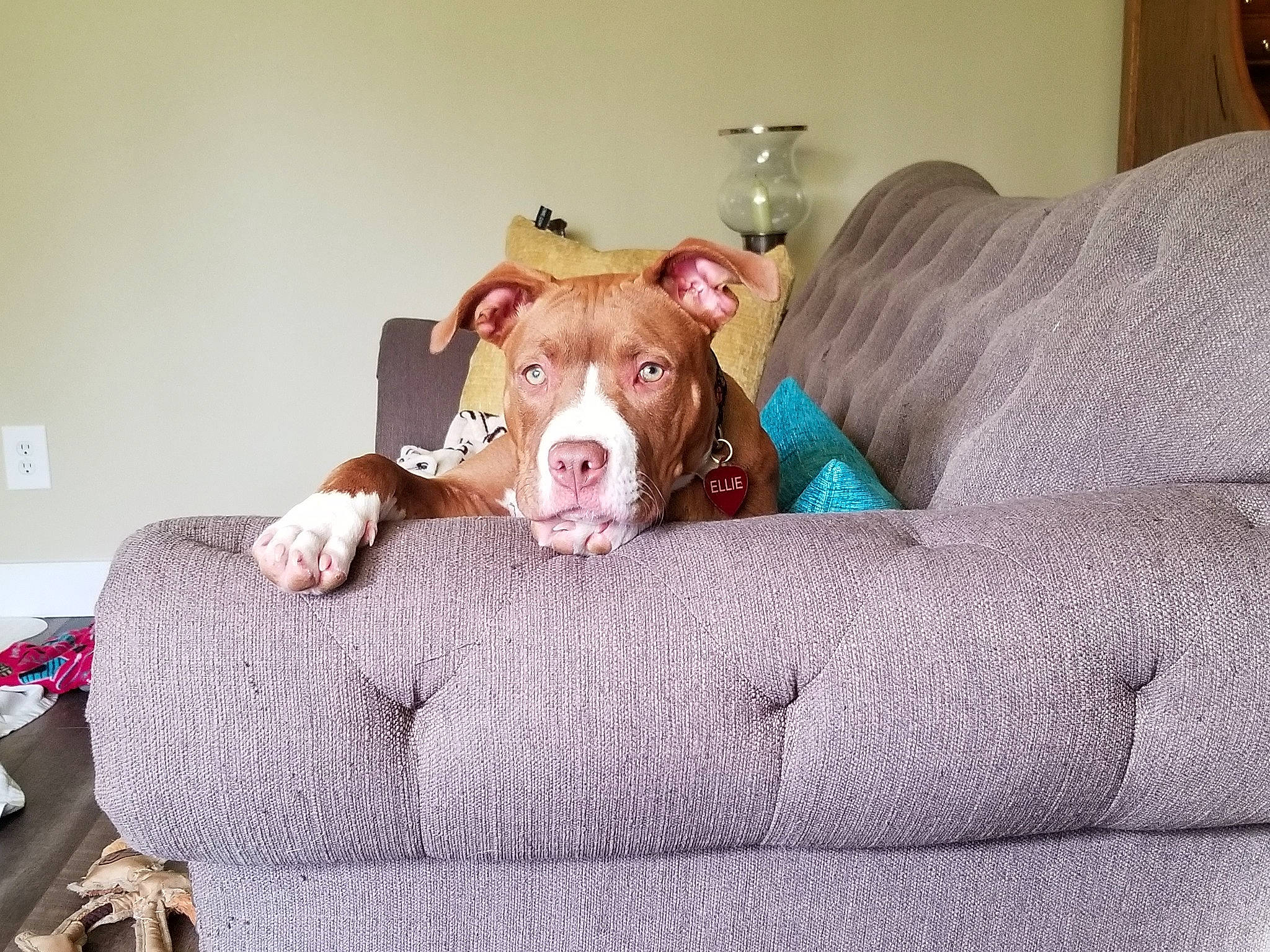 Ellie Mae is registered to the contest to win money with this photo: american_bulldog, american_pit_bull_terrier, american_staffordshire_terrier, bulldog, canidae, carnivore, companion_dog, couch, dog, dog_breed, ear, fawn, furniture, mammal, non_sporting_group, nose, pit_bull, puppy, staffordshire_bull_terrier
