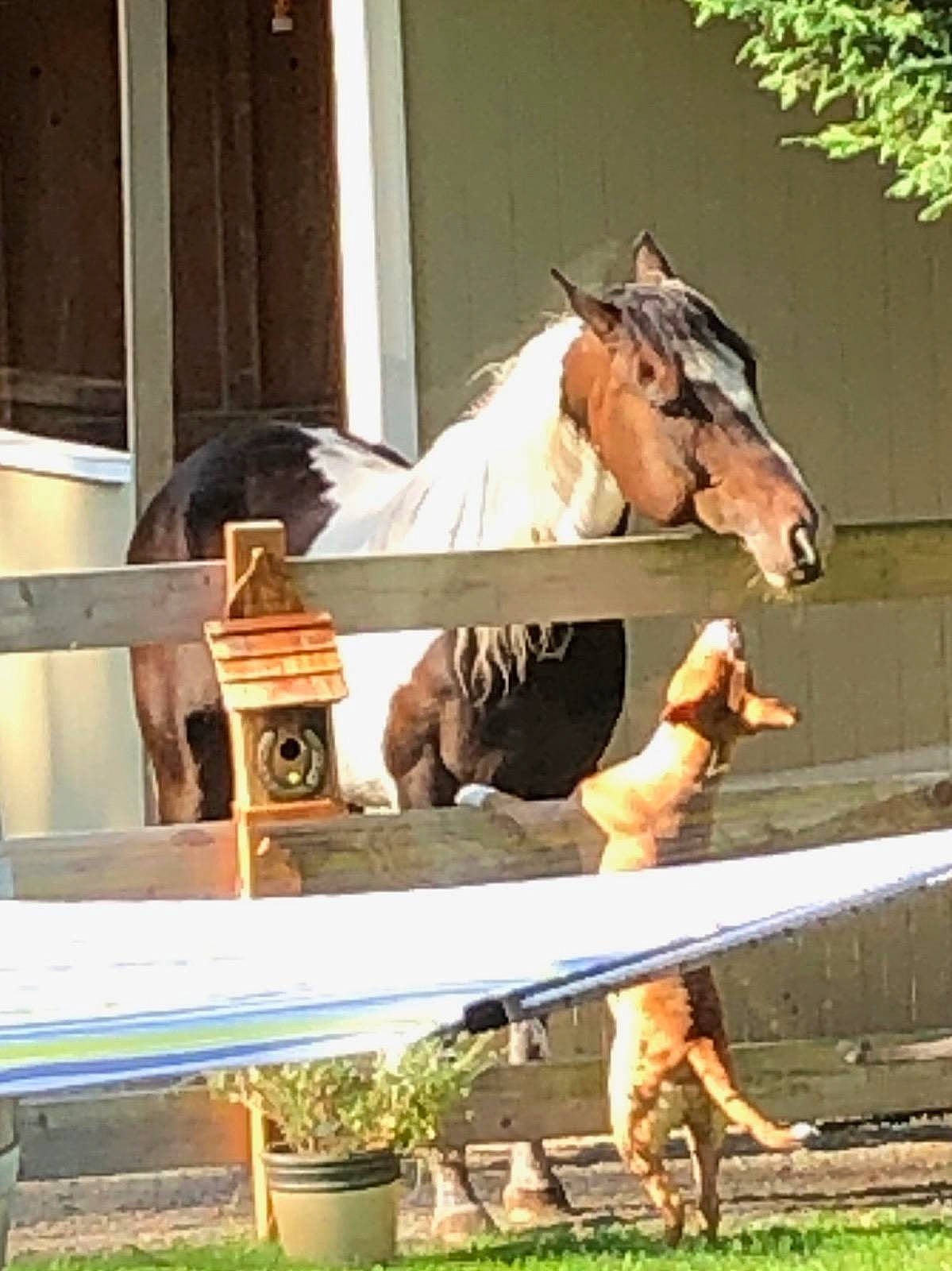 Ellie Mae joined the competition — help win amazing prizes! horse, mane, mare, mustang_horse, sorrel, stable, stallion