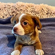 Abby is registered to the contest to win money with this photo: puppy, dog, brown, white, blanket, fur, cute, pet, animal, indoor, soft, fluffy, resting, young, small, looking, paw, nose, ears, bedroom