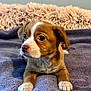 puppy, dog, brown, white, blanket, fur, cute, pet, animal, indoor, soft, fluffy, resting, young, small, looking, paw, nose, ears, bedroom