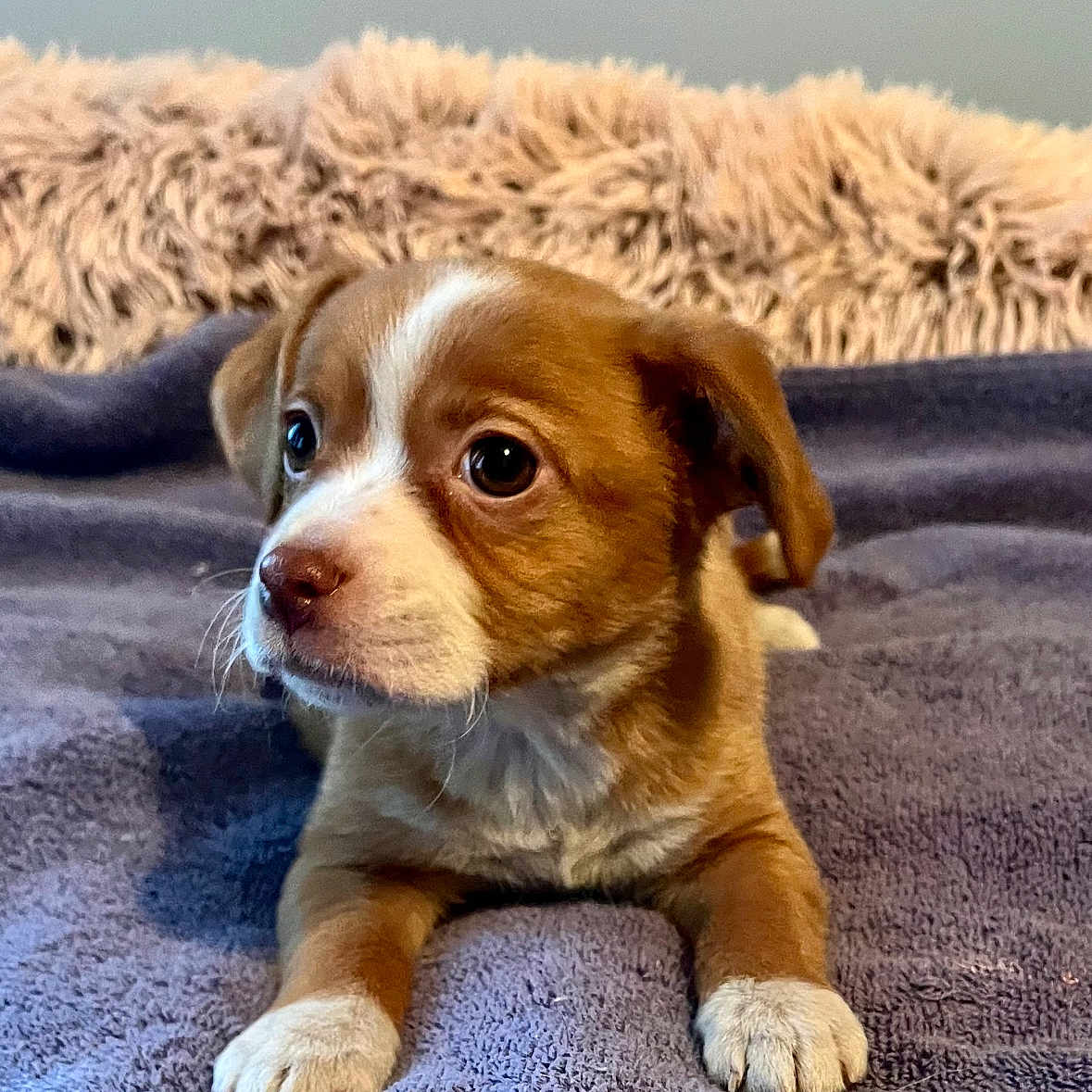 Abby is registered to the contest to win money with this photo: animal, bedroom, blanket, brown, cute, dog, ears, fluffy, fur, indoor, looking, nose, paw, pet, puppy, resting, small, soft, white, young