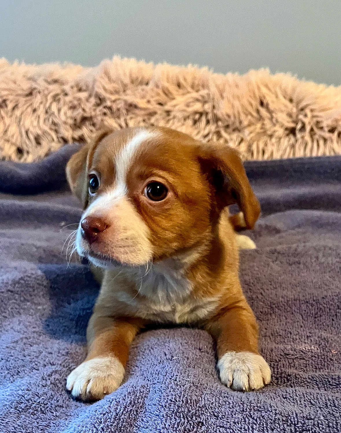 Abby is registered to the contest to win money with this photo: puppy, dog, brown, white, blanket, fur, cute, pet, animal, indoor, soft, fluffy, resting, young, small, looking, paw, nose, ears, bedroom
