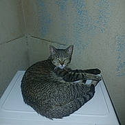 Cheyenne is registered to the contest to win money with this photo: cat, tabby_cat, pet, animal, indoor, microwave, appliance, curled_up, resting, feline, ears, tail, fur, eyes, wall, texture, home, domestic, sleepy, unimpressed