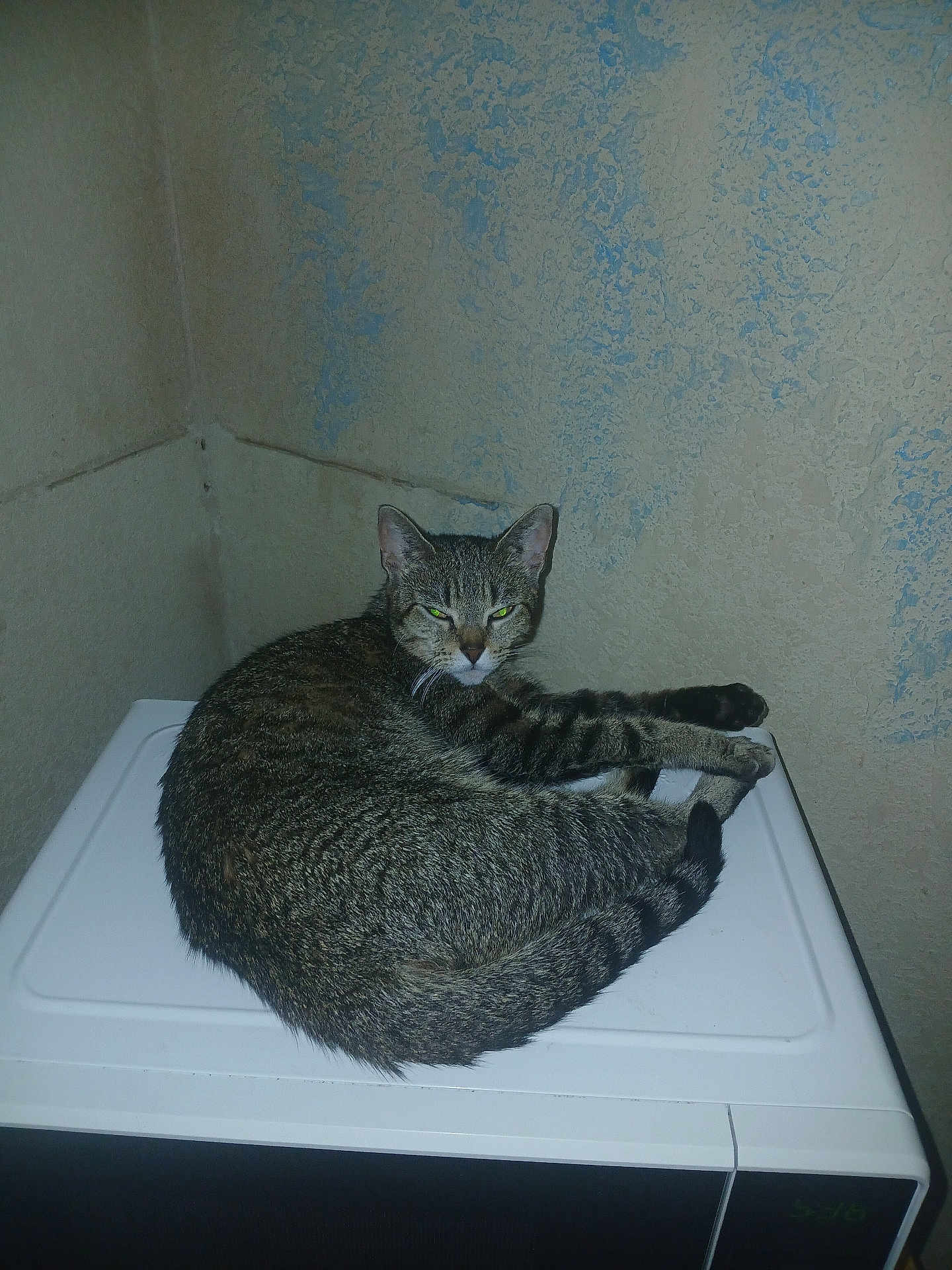 Cheyenne is registered to the contest to win money with this photo: cat, tabby_cat, pet, animal, indoor, microwave, appliance, curled_up, resting, feline, ears, tail, fur, eyes, wall, texture, home, domestic, sleepy, unimpressed