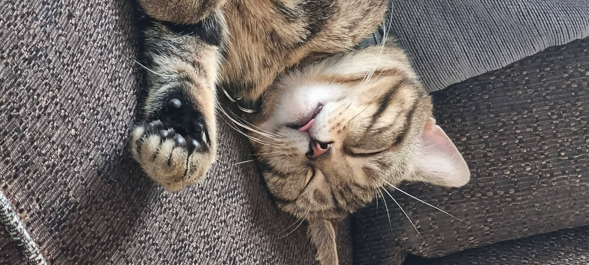 Drax joined the competition — help win amazing prizes! carnivore, cat, claw, comfort, domestic_short_haired_cat, fawn, felidae, foot, fur, nap, paw, sleep, small_to_medium_sized_cats, snout, tail, terrestrial_animal, whiskers, wildlife