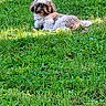 Jimmy participe au concours pour gagner de l'argent avec cette photo : dog, small_dog, fluffy, shih_tzu, white_and_brown, pet, animal, lawn, grass, outdoor, sunlight, lying_down, sitting, portrait, fur, long_hair, garden, greenery, relaxed, photography