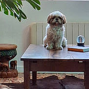 Jimmy a rejoint le concours — aidez-le/la à gagner de superbes lots ! dog, small_dog, fluffy, sitting, portrait, indoor, living_room, coffee_table, crystal_ball, plant, window, sunlight, radiator, rug, furniture, home_decor, wooden_table, brown_and_white, cute, animal
