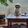 dog, small_dog, fluffy, sitting, portrait, indoor, living_room, coffee_table, crystal_ball, plant, window, sunlight, radiator, rug, furniture, home_decor, wooden_table, brown_and_white, cute, animal