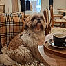 Jimmy a rejoint le concours — aidez-le/la à gagner de superbes lots ! dog, shih_tzu, small_dog, fluffy, shaggy, brown_and_white, pet, animal, cafe, coffee, cup, table, chair, sofa, plaid, indoors, restaurant, portrait, seated, cute