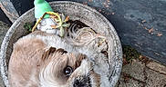 Jimmy participe au concours pour gagner de l'argent avec cette photo : dog, small_dog, shih_tzu, fluffy, portrait, upside_down, curled_up, looking_at_camera, large_eyes, long_hair, white_fur, brown_fur, flowerpot, plant, outdoor, garden, weathered_wall, paving_stones, rustic, cute