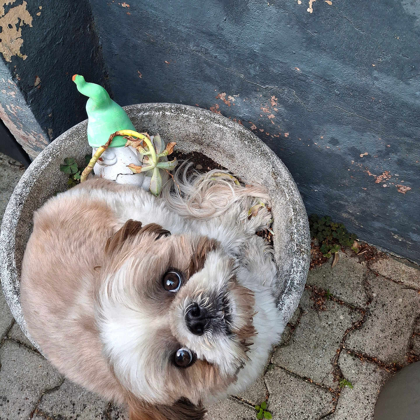 Jimmy participe au concours pour gagner de l'argent avec cette photo : dog, small_dog, shih_tzu, fluffy, portrait, upside_down, curled_up, looking_at_camera, large_eyes, long_hair, white_fur, brown_fur, flowerpot, plant, outdoor, garden, weathered_wall, paving_stones, rustic, cute