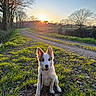 dog, puppy, sunset, grass, path, dirt_road, trees, countryside, nature, outdoor, leash, animal, sunlight, shadow, ears, field, sky, bare_trees, walking, pet