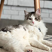 Mochi joined the competition — help win amazing prizes! cat, fluffy, white, gray, relaxed, indoor, carpet, furniture, brick_wall, pet, animal, cute, laying_down, fur, whiskers, ears, paws, collar, domestic, portrait