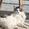 cat, fluffy, white, gray, relaxed, indoor, carpet, furniture, brick_wall, pet, animal, cute, laying_down, fur, whiskers, ears, paws, collar, domestic, portrait