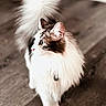 Mochi is registered to the contest to win money with this photo: cat, fluffy, white, brown, tail, pet, animal, curious, floor, wooden_floor, indoor, closeup, fur, whiskers, ears, domestic, mammal, soft_focus, portrait, side_view