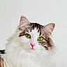 Mochi is registered to the contest to win money with this photo: cat, fluffy, green_eyes, pink_nose, white_background, portrait, pet, feline, closeup, soft_fur, animal, domestic_cat, whiskers, ears, face, cute, alert, indoor, looking_at_camera, majestic