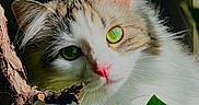 Mochi is registered to the contest to win money with this photo: cat, green_eyes, fluffy, white_fur, brown_fur, whiskers, pink_nose, leaf, branch, sunlight, animal, pet, curious, close_up, nature, outdoor, portrait, feline, soft_light, detail