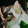 cat, green_eyes, fluffy, white_fur, brown_fur, whiskers, pink_nose, leaf, branch, sunlight, animal, pet, curious, close_up, nature, outdoor, portrait, feline, soft_light, detail