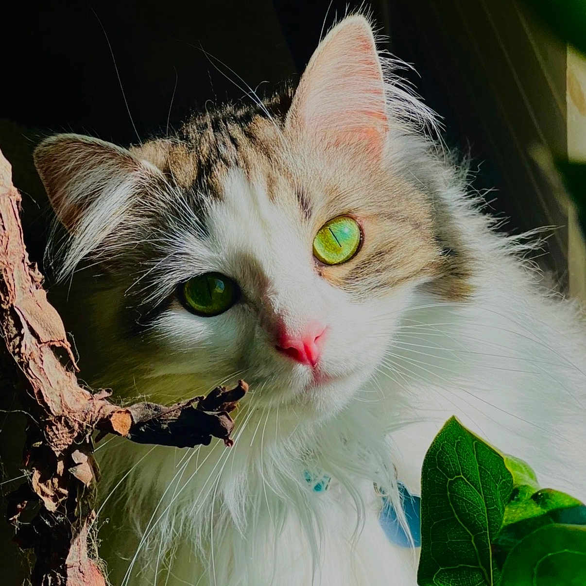 Mochi