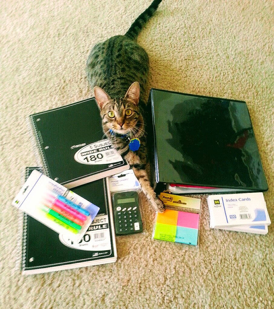 Morgan Fairkitty is registered to the contest to win money with this photo: electronic_device, technology