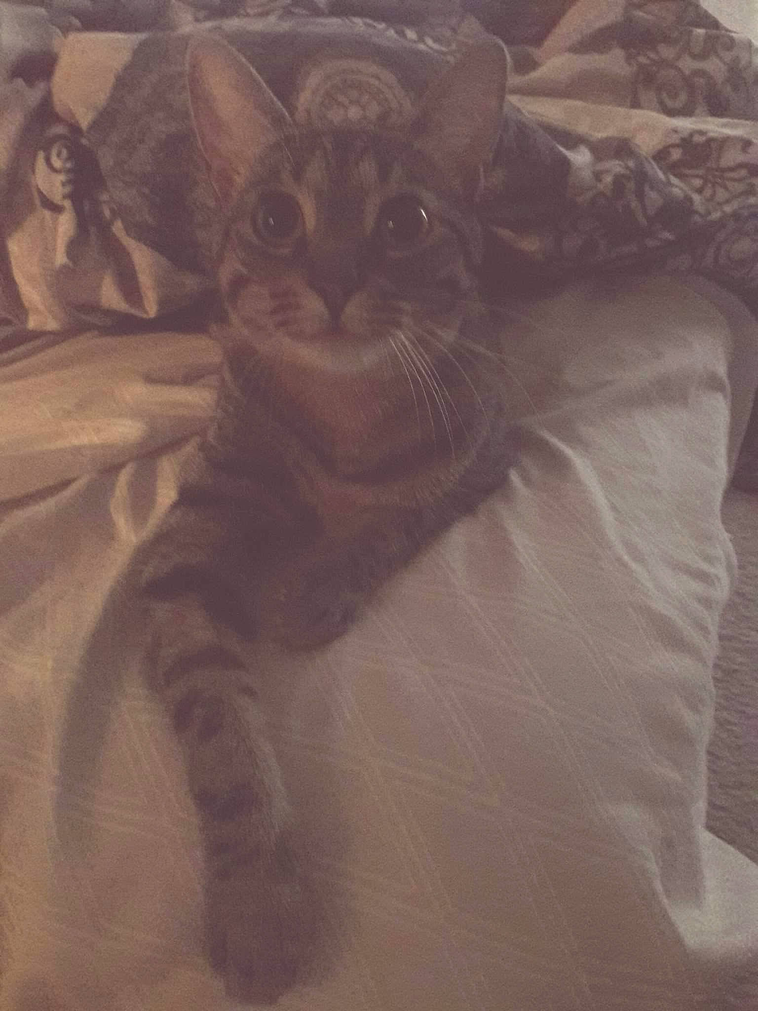 Morgan Fairkitty is registered to the contest to win money with this photo: american_curl, asian, british_shorthair, carnivore, cat, felidae, fur, kitten, small_to_medium_sized_cats, tail, whiskers