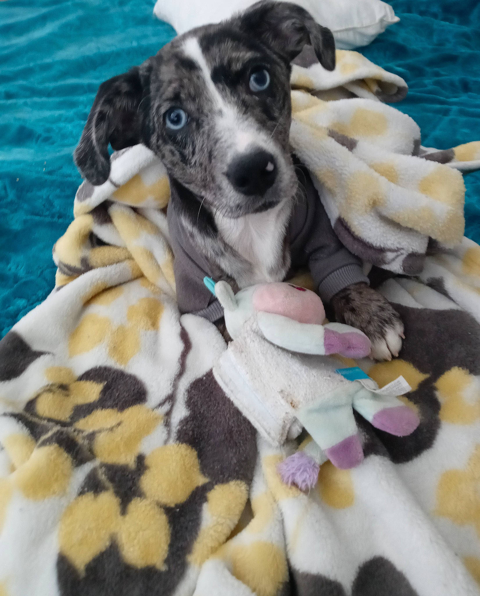 Bluebell joined the competition — help win amazing prizes! bed, canidae, carnivore, collar, comfort, companion_dog, dog, dog_breed, dog_collar, dog_supply, fawn, fur, linens, pattern, pet_supply, sporting_group, toy, water, white, working_animal