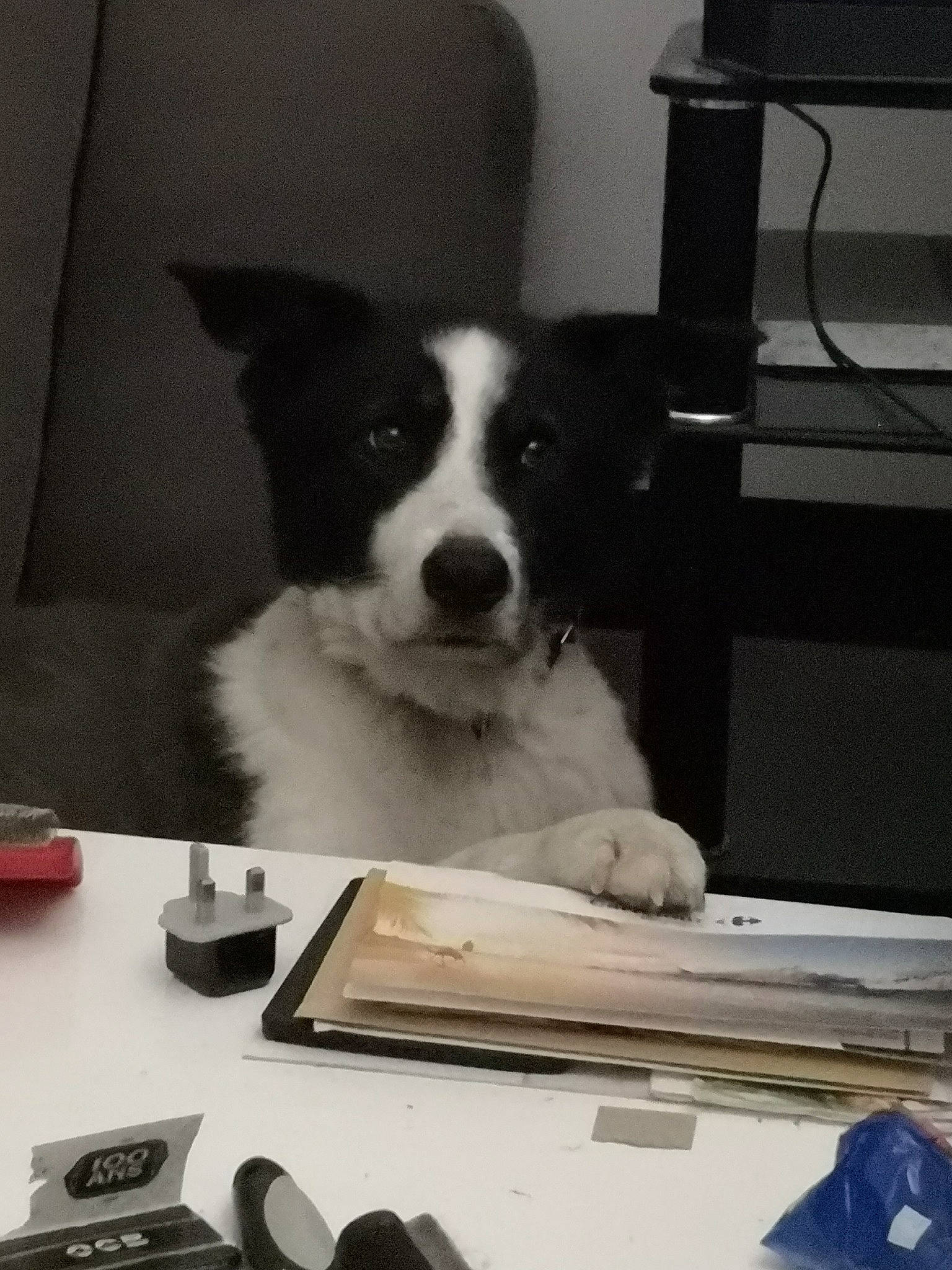 Gessy participe au concours pour gagner de l'argent avec cette photo : border_collie, canidae, cardigan_welsh_corgi, carnivore, companion_dog, dog, dog_breed, herding_dog, karelian_bear_dog, mammal, puppy, sporting_group, vertebrate, working_dog