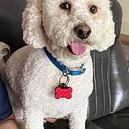 Oso is registered to the contest to win money with this photo: animal, blue_collar, cartoon_character, collar, curly_fur, cute, dog, fur, indoor, leather_couch, paw, person_partial, pet, red_tag, relaxing, shirt, sitting, tag, tongue_out, white