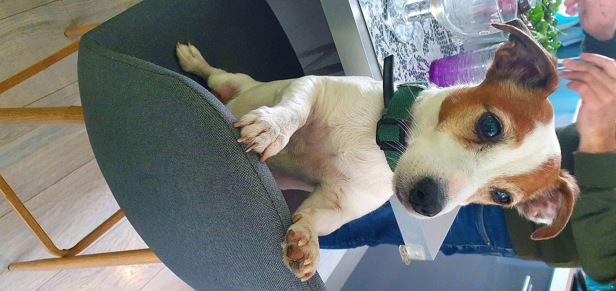 Clayton a rejoint le concours — aidez-le/la à gagner de superbes lots ! carnivore, collar, comfort, companion_dog, dog, dog_breed, dog_supply, elbow, fawn, foot, fur, gesture, human_leg, knee, lap, snout, sock, thigh, whiskers, wrist