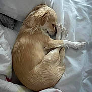 Mia joined the competition — help win amazing prizes! dog, small_dog, golden_fur, sleeping, curled_up, bed, blanket, cozy, indoor, pet, cute, fur, resting, animal, canine, relaxed, white_bed, comfort, domestic_animal, nap