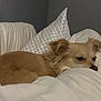 Mia is registered to the contest to win money with this photo: dog, tan_dog, bed, pillow, blanket, indoor, resting, sleepy, fur, cute, relaxed, pet, cozy, animal, small_dog, lying_down, comfort, domestic, fur_texture, ears