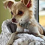 Mia joined the competition — help win amazing prizes! dog, small_dog, fluffy, pet, collar, bone_tag, bed, soft_bed, indoors, window, light, fur, animal, cute, portrait, closeup, paws, resting, looking_away, cozy