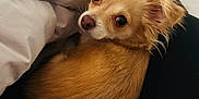 Mia joined the competition — help win amazing prizes! dog, tan, small_dog, ears, bed, blanket, legs, looking_back, curious_eyes, fur, indoor, pet, cozy, resting, animal, companion, cute, portrait, close_up, relaxed
