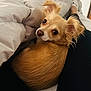 dog, tan, small_dog, ears, bed, blanket, legs, looking_back, curious_eyes, fur, indoor, pet, cozy, resting, animal, companion, cute, portrait, close_up, relaxed